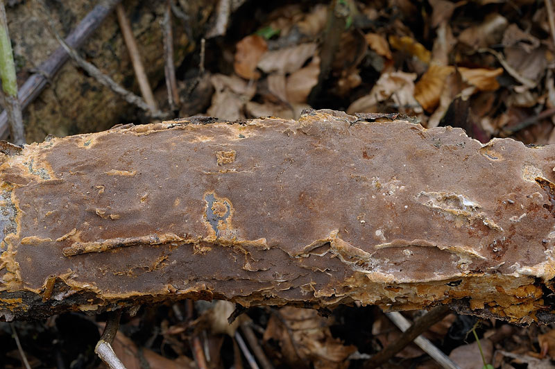 Sicuramente Phellinus..ma quale?-foto27118(P. ferruginosus)