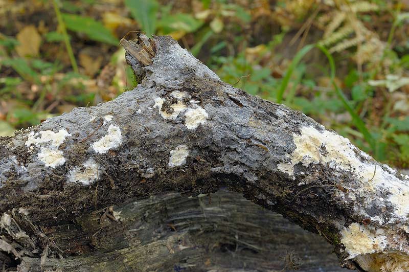 Sovrapposizione di croste? - foto 2828 (Scopuloides rimosa)