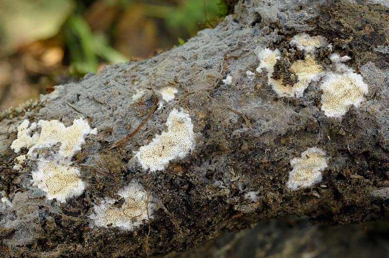 Sovrapposizione di croste? - foto 2828 (Scopuloides rimosa)