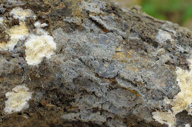 Sovrapposizione di croste? - foto 2828 (Scopuloides rimosa)