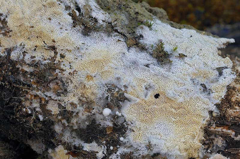 Sovrapposizione di croste? - foto 2828 (Scopuloides rimosa)