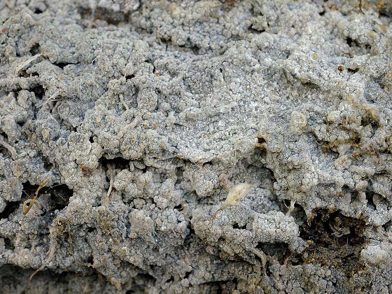Sovrapposizione di croste? - foto 2828 (Scopuloides rimosa)
