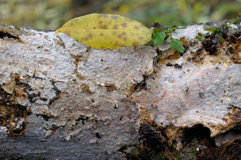 Crosta velata - foto 2853 (Exidiopsis effusa)