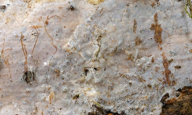 Crosta velata - foto 2853 (Exidiopsis effusa)