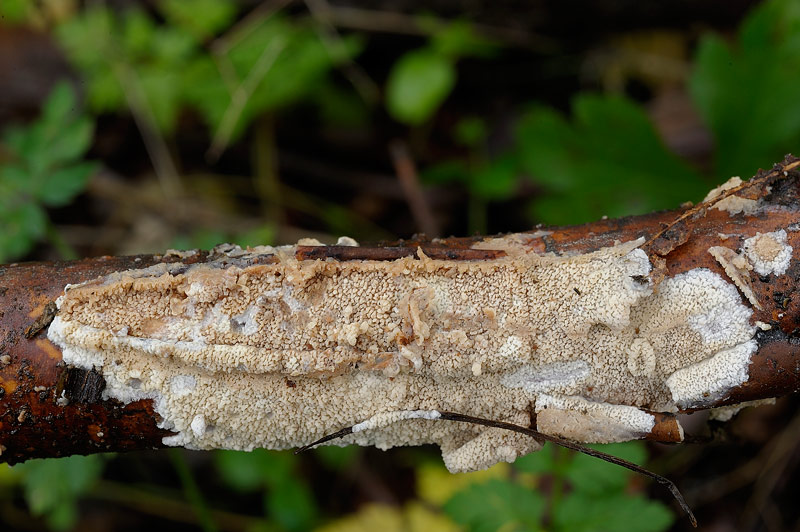 Crosticina da determinare - foto 2900 (Phlebia rufa)