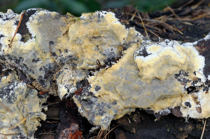 Forse Gloiothele citrina?-foto3118(Vesiculomyces citrinus)