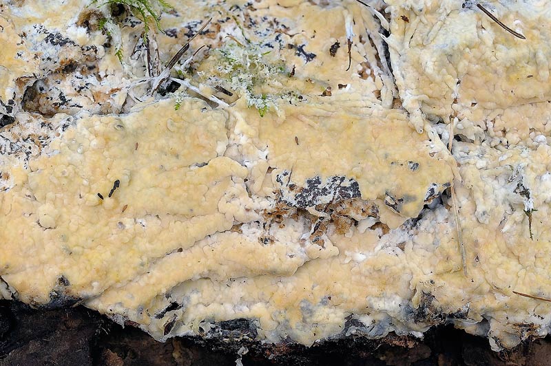 Forse Gloiothele citrina?-foto3118(Vesiculomyces citrinus)