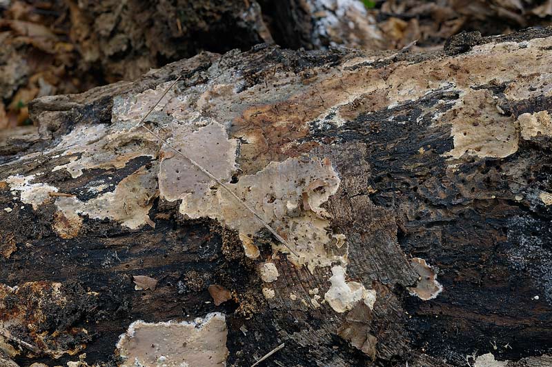 Probab.Stereum r.-foto 3252(Scytinostroma hemidichophyticum)