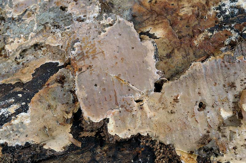 Probab.Stereum r.-foto 3252(Scytinostroma hemidichophyticum)