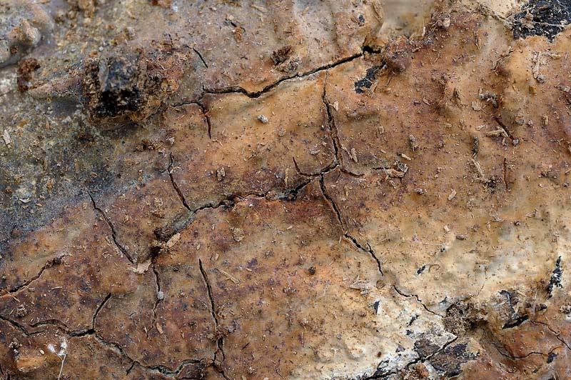 Probab.Stereum r.-foto 3252(Scytinostroma hemidichophyticum)