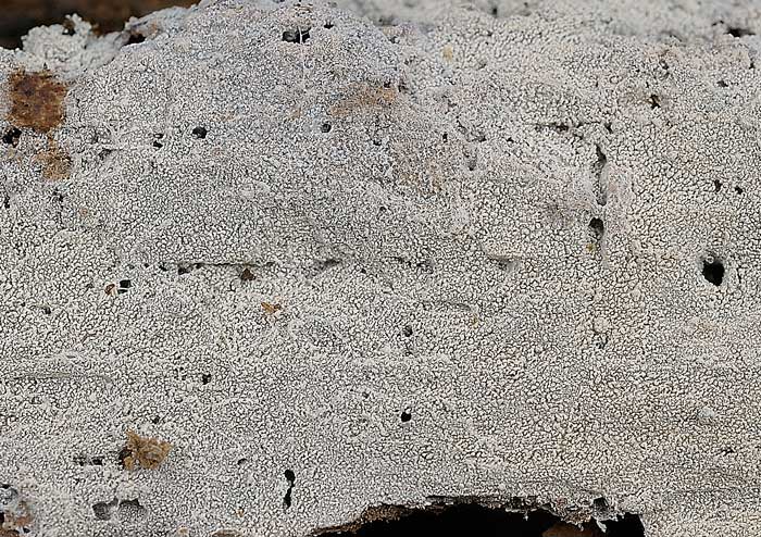 Labile crosticina bianca - foto 3259 (Trechispora farinacea)