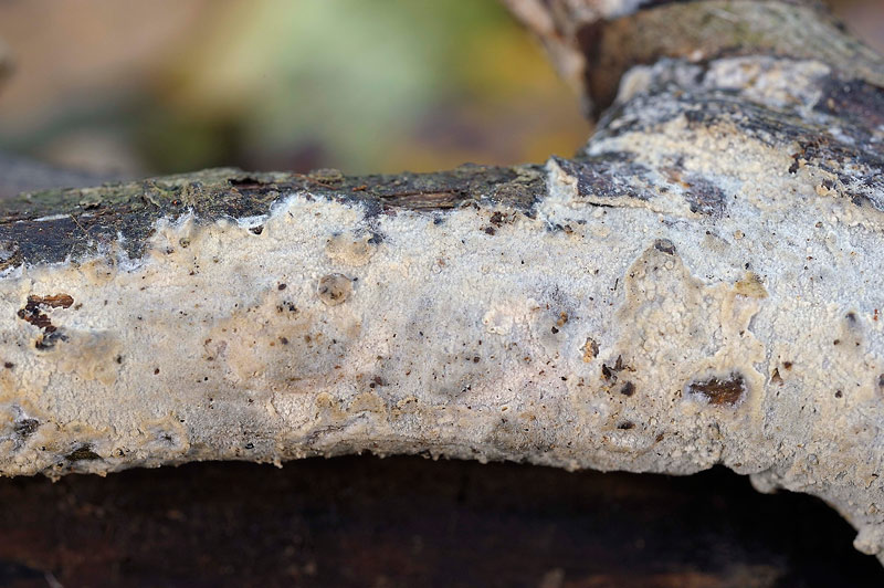Su rametto di salice - foto 3279 (Hyphodermella corugata)