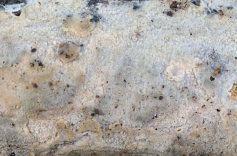 Su rametto di salice - foto 3279 (Hyphodermella corugata)