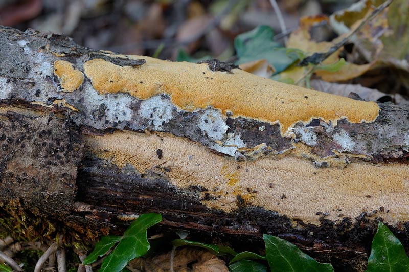 Forse Schizopora paradoxa? - foto 3343 (Phlebia aurea)