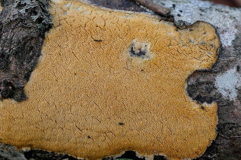 Forse Schizopora paradoxa? - foto 3343 (Phlebia aurea)