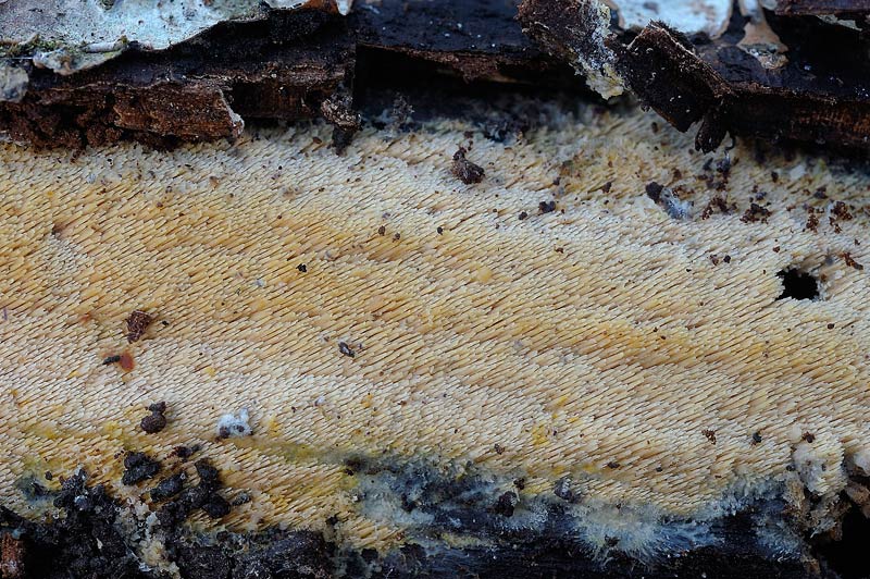 Forse Schizopora paradoxa? - foto 3343 (Phlebia aurea)