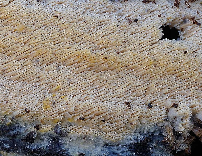 Forse Schizopora paradoxa? - foto 3343 (Phlebia aurea)
