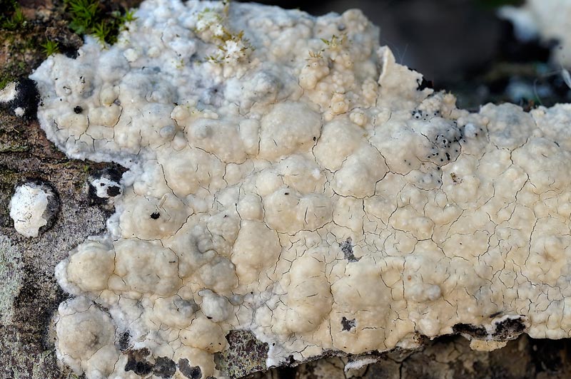 Crosta lattea - foto 3448 (Phanerochaete sordida)