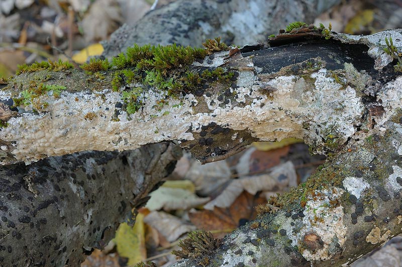 Crosta lattea - foto 3448 (Phanerochaete sordida)