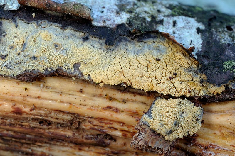 Forse Schizopora paradoxa? - foto 3343 (Phlebia aurea)