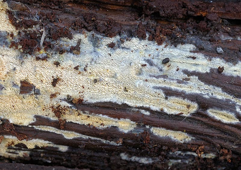 Forse Schizopora paradoxa? - foto 3343 (Phlebia aurea)