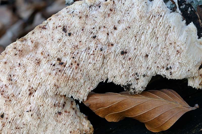 Stavolta.....Schizofora paradoxa - foto 3455 (Postia undosa)