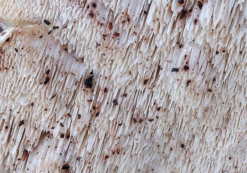 Stavolta.....Schizofora paradoxa - foto 3455 (Postia undosa)