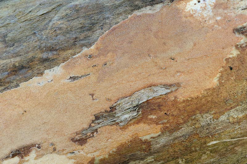 Crosta rosata - foto 3512 (Phlebia rufa)