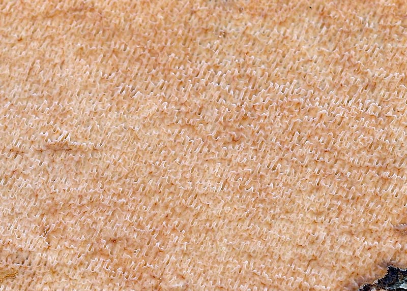 Crosta rosata - foto 3512 (Phlebia rufa)