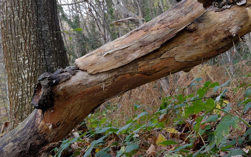 Crosta rosata - foto 3512 (Phlebia rufa)