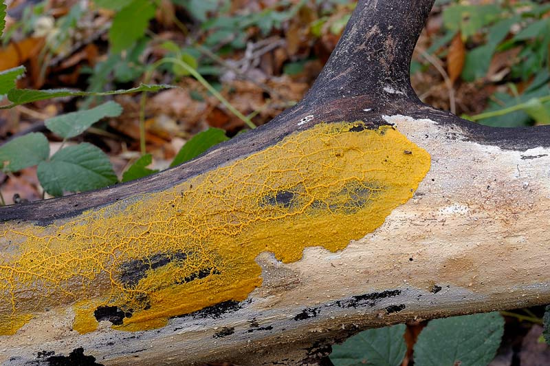 Plasmodio vs Phanerochaete?-foto3517(Hyphoderma roseocremeum