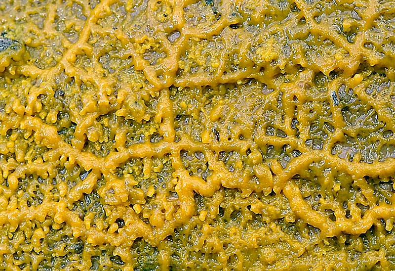 Plasmodio vs Phanerochaete?-foto3517(Hyphoderma roseocremeum