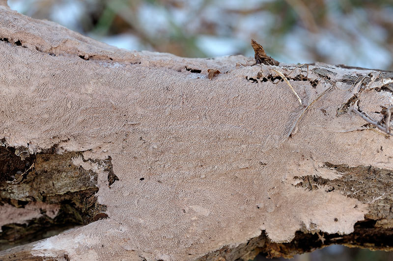 Steccherinum fimbriatum? -foto3622 (Steccherinum fimbriatum)