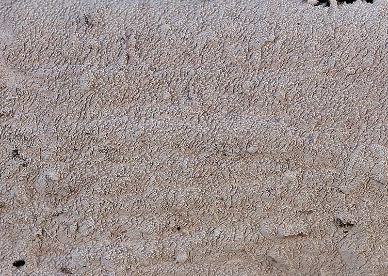 Steccherinum fimbriatum? -foto3622 (Steccherinum fimbriatum)