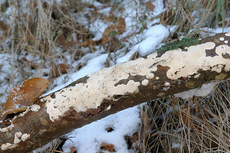 Una crosta da determinare - foto 3627 (Mutatoderma mutatum)