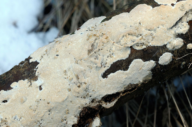 Una crosta da determinare - foto 3627 (Mutatoderma mutatum)