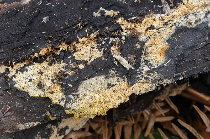 Crosta su bruciato - foto 3745 (Schizopora paradoxa)