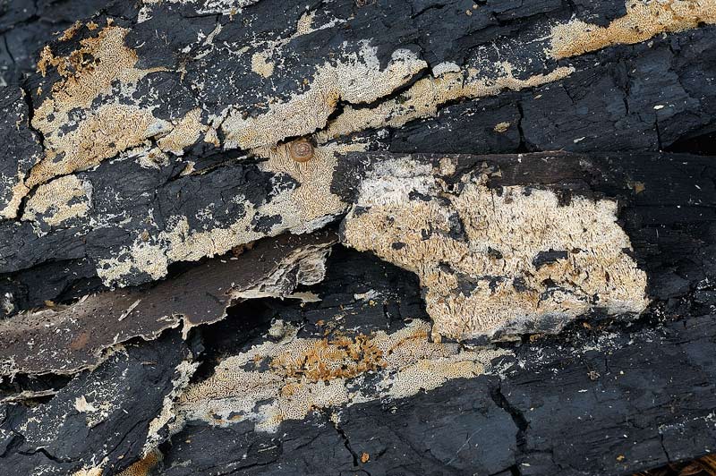 Crosta su bruciato - foto 3745 (Schizopora paradoxa)