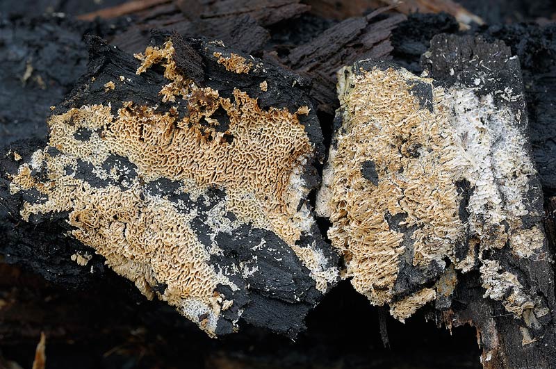 Crosta su bruciato - foto 3745 (Schizopora paradoxa)