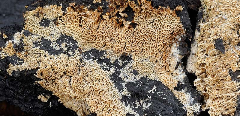 Crosta su bruciato - foto 3745 (Schizopora paradoxa)