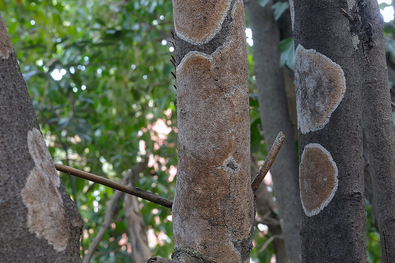 Sicuro una crosta foto 3888 e forse un lichene foto 3824