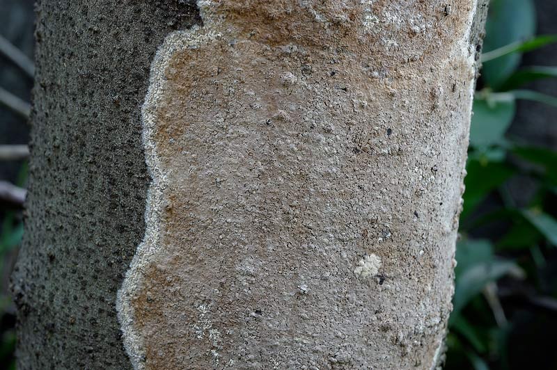 Sicuro una crosta foto 3888 e forse un lichene foto 3824