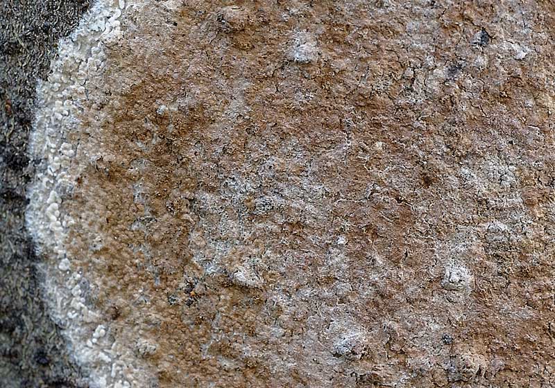Sicuro una crosta foto 3888 e forse un lichene foto 3824