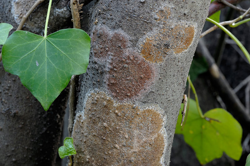 Sicuro una crosta foto 3888 e forse un lichene foto 3824