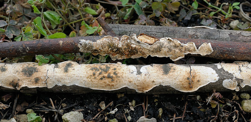 Sicuro una crosta foto 3888 e forse un lichene foto 3824