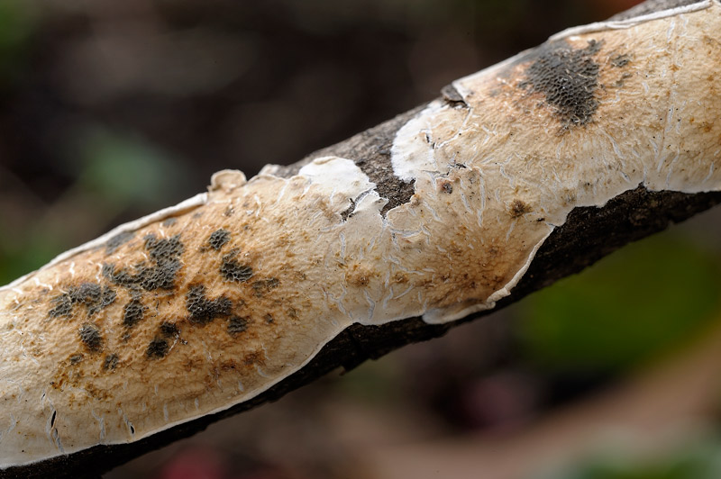 Sicuro una crosta foto 3888 e forse un lichene foto 3824