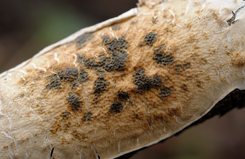 Sicuro una crosta foto 3888 e forse un lichene foto 3824