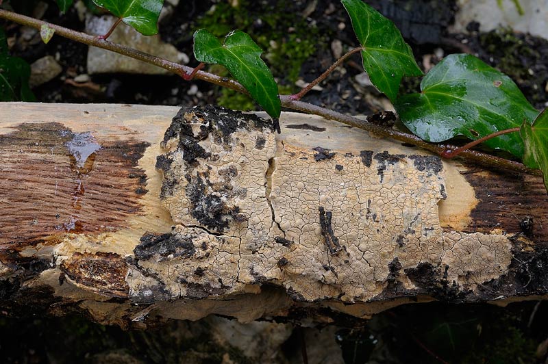 Crosta gialla da deter. - foto 3951(Phlebiopsis ravenelii)