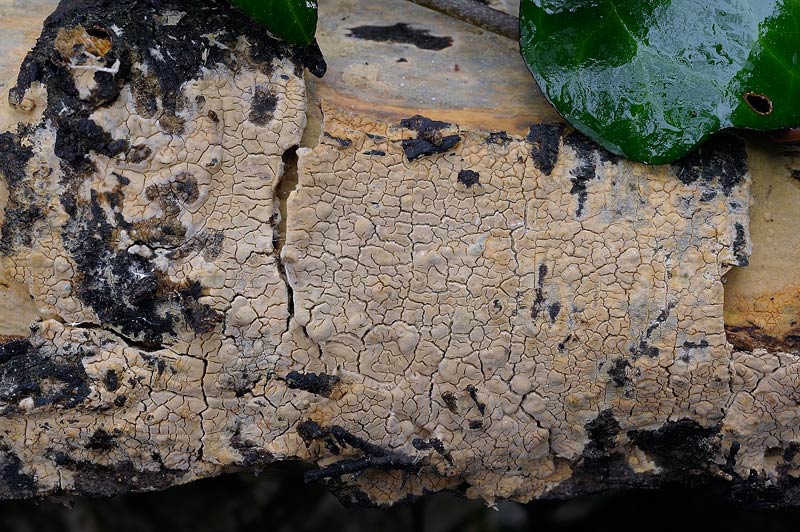 Crosta gialla da deter. - foto 3951(Phlebiopsis ravenelii)