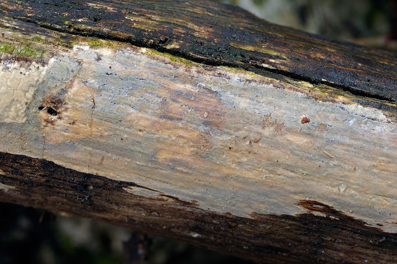 Crosta gialla da deter. - foto 3951(Phlebiopsis ravenelii)